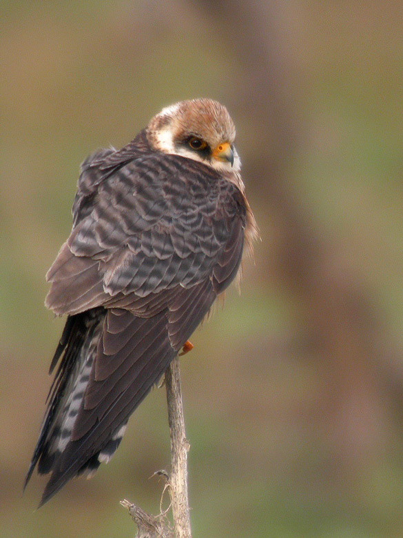 Cerncalo patirrojo Red-footed Falcon