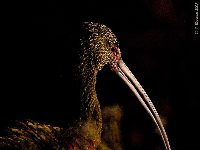 Retrato de ibis, o morito, de carablanca